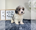 Small #2 Miniature Bernedoodle