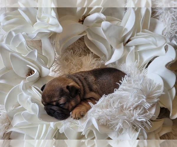 Medium Photo #7 French Bulldog Puppy For Sale in BILOXI, MS, USA