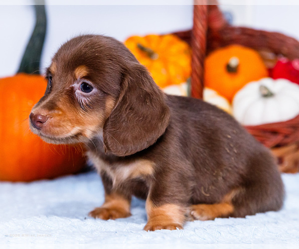 Medium Photo #4 Dachshund Puppy For Sale in WAKARUSA, IN, USA