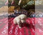 Small #2 Goldendoodle