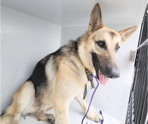 German Shepherd Dog-Unknown Mix Dogs for adoption in Houston, TX, USA
