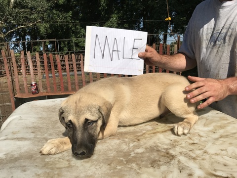 Medium Photo #1 Anatolian Shepherd Puppy For Sale in LINCOLN, IL, USA