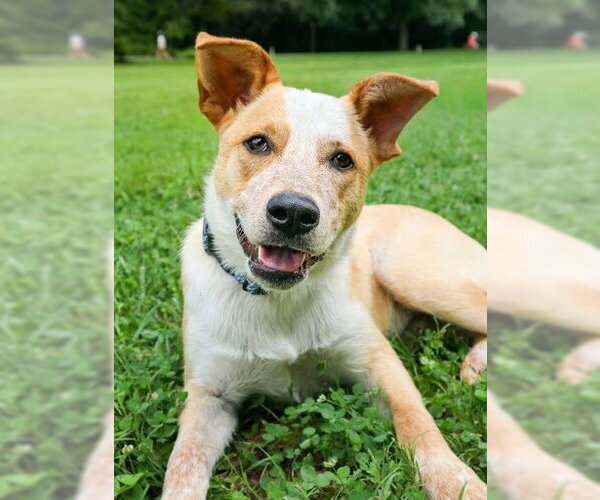 Medium Photo #5 Mutt Puppy For Sale in Garden City, NY, USA