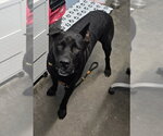 Malik - Male Mutt Dog for Adoption - Small photo