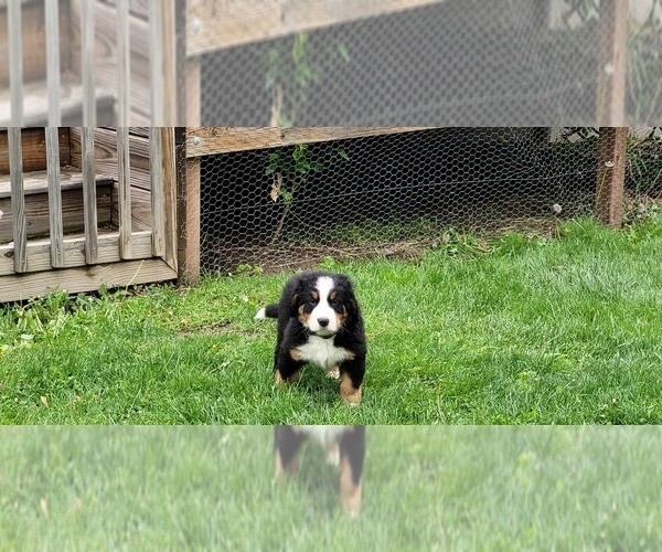 Medium Photo #20 Bernese Mountain Dog Puppy For Sale in LANSING, MI, USA