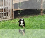Small #19 Bernese Mountain Dog