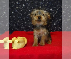 Medium Yorkshire Terrier