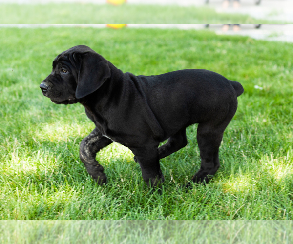 Medium Photo #3 Cane Corso Puppy For Sale in WAKARUSA, IN, USA
