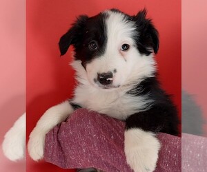 Border Collie Puppy for sale in UPPERVILLE, VA, USA
