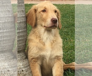 Golden Retriever Puppy for sale in SANTA ANA, CA, USA