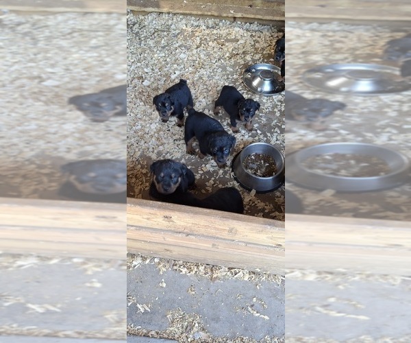 Medium Photo #5 Rottweiler Puppy For Sale in LAKELAND, FL, USA