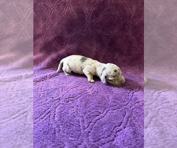 Medium Photo #12 Dachshund Puppy For Sale in BLMGTN, IN, USA