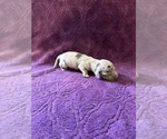 Small Photo #12 Dachshund Puppy For Sale in BLMGTN, IN, USA