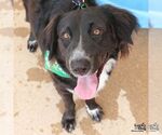 Small #3 Border Collie Mix