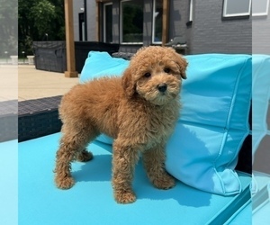Goldendoodle (Miniature) Puppy for sale in FRANKLIN, IN, USA