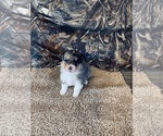 Puppy 2 Mini Australian Shepterrier-Pembroke Welsh Corgi Mix