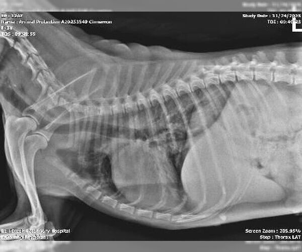 Medium Photo #4 Beagle Puppy For Sale in Glen Allen, VA, USA