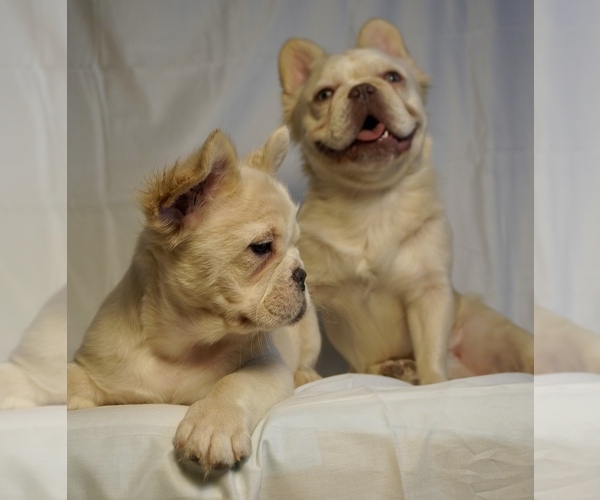 Medium Photo #3 French Bulldog Puppy For Sale in HOUSTON, TX, USA