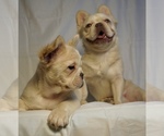 Small #2 French Bulldog