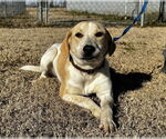 Small #3 Beagle Mix