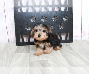 Morkie Puppy for sale in MARIETTA, GA, USA