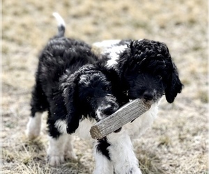 Miniature Bernedoodle Puppy for sale in CHEYENNE, WY, USA