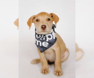 Staffordshire Bull Terrier-Unknown Mix Dogs for adoption in Princeton, MN, USA