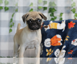 Pug Puppy for sale in MARIETTA, GA, USA