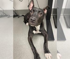 American Pit Bull Terrier Dogs for adoption in San Francisco, CA, USA
