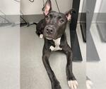 Small American Pit Bull Terrier