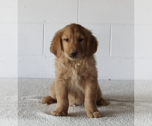 Golden Retriever Puppy for sale in FREDERICKSBURG, OH, USA
