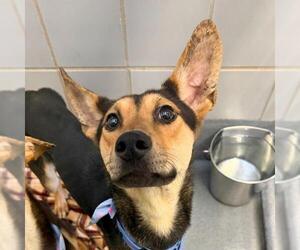 German Shepherd Dog-Unknown Mix Dogs for adoption in San Antonio, TX, USA