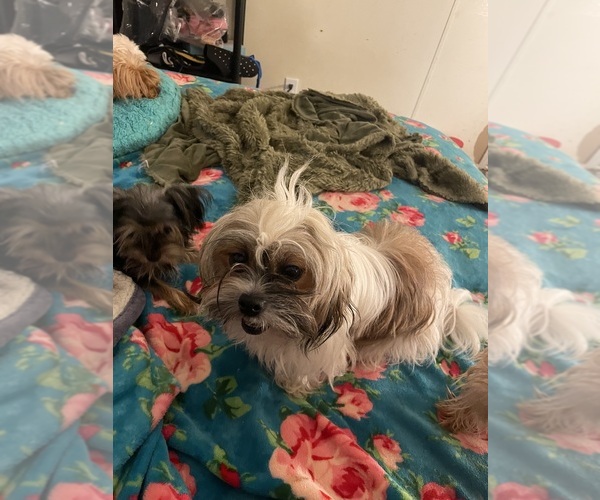 Medium Photo #1 Shorkie Tzu Puppy For Sale in LEBANON, OR, USA