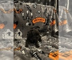 Small Photo #10 French Bulldog Puppy For Sale in OCALA, FL, USA