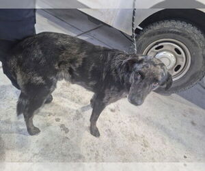 Catahoula Leopard Dog-Unknown Mix Dogs for adoption in Texas City, TX, USA