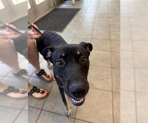 Labrador Retriever-Unknown Mix Dogs for adoption in San Antonio, TX, USA