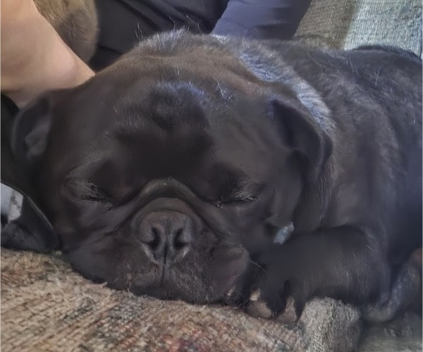 Medium Photo #3 Pug Puppy For Sale in HILLSDALE, MI, USA