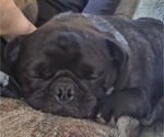 Small #2 Pug