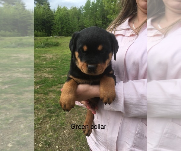 Medium Photo #3 Rottweiler Puppy For Sale in WINDSOR, ME, USA
