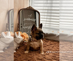 Puppy Martin French Bulldog