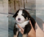 Small Photo #7 Australian Shepherd Puppy For Sale in HERNANDO, MS, USA