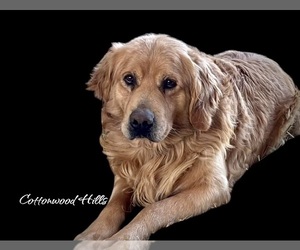 Father of the Golden Retriever puppies born on 07/12/2025