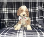Small #8 Cockapoo
