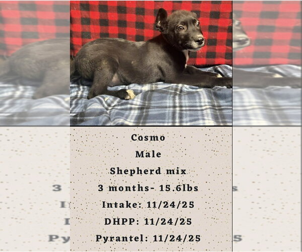 Medium Photo #2 Shepradors Puppy For Sale in Aurora, IN, USA