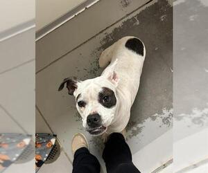 Boxer Dogs for adoption in Sugar Land, TX, USA