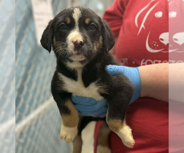 Medium Photo #1 German Shepherd Dog-Unknown Mix Puppy For Sale in Bristol, CT, USA