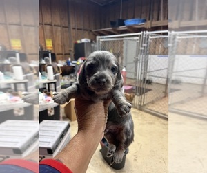 Dachshund Puppy for sale in WHITE OAK, GA, USA