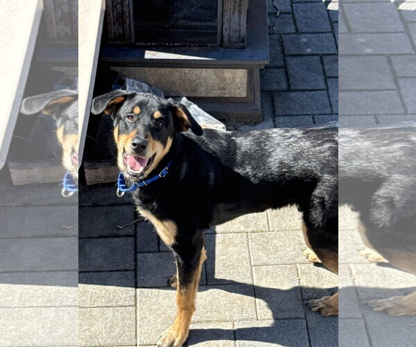 Medium Photo #2 Mutt Puppy For Sale in Woodbury, NY, USA