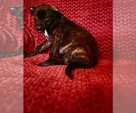 Small Photo #3 American Pit Bull Terrier-German Shepherd Dog Mix Puppy For Sale in ESSEX, MD, USA