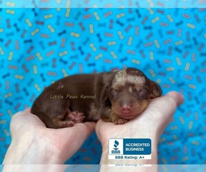 Dachshund Puppy for sale in WINNSBORO, LA, USA